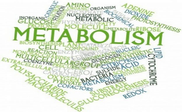 metabolism-weight