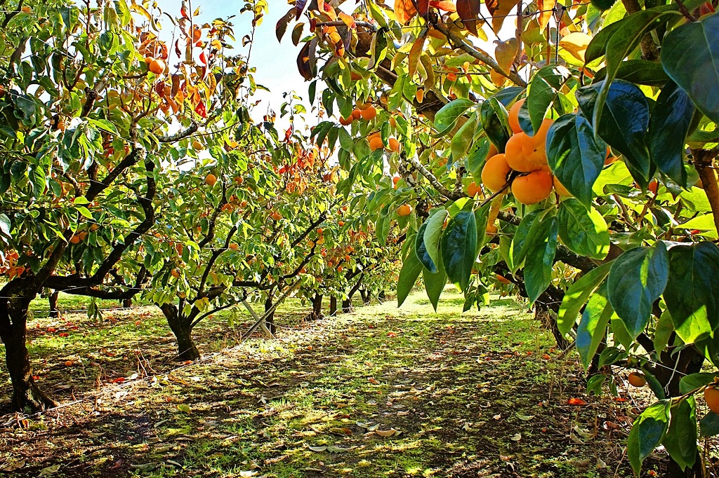 Buying Fruit Tree Seedling For Your Yard